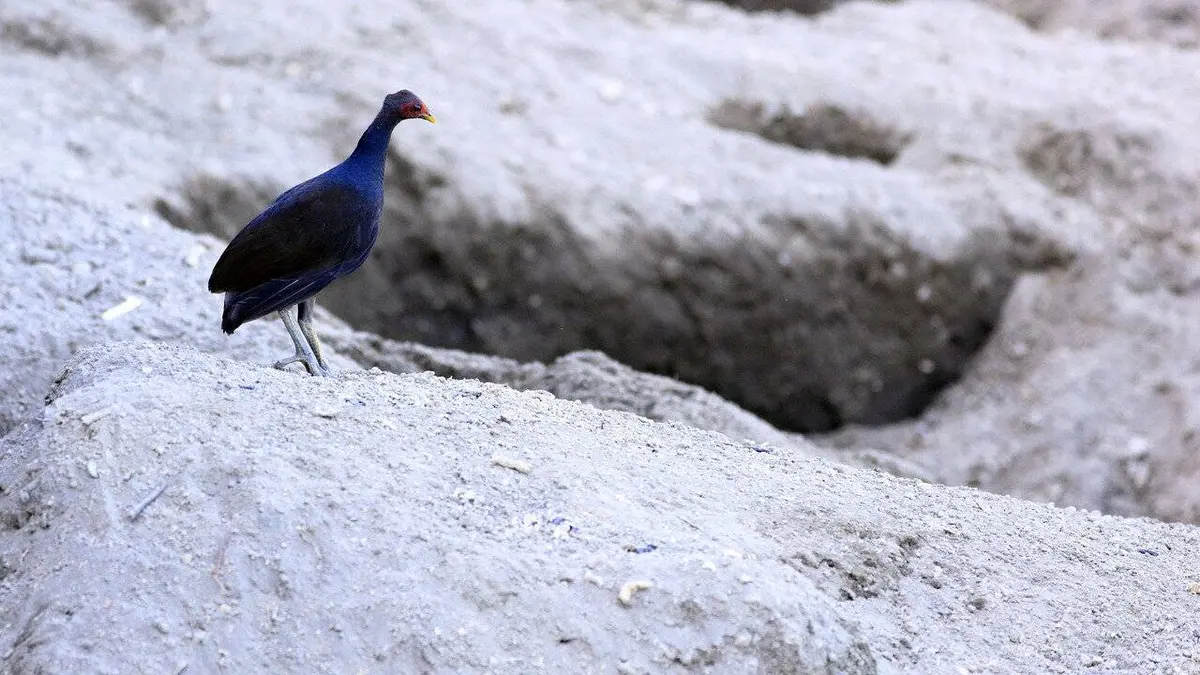 Des îles nées du feu