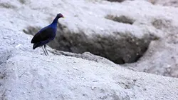 Des îles nées du feu