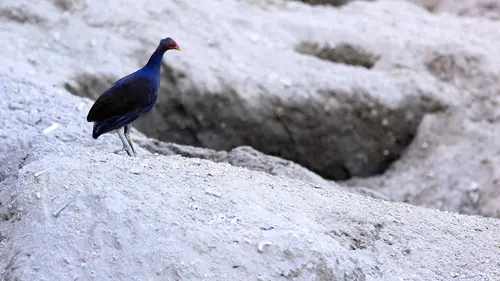 Des îles nées du feu