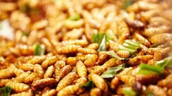 Visuel de Des insectes au menu