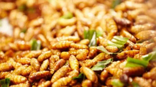 Des insectes au menu