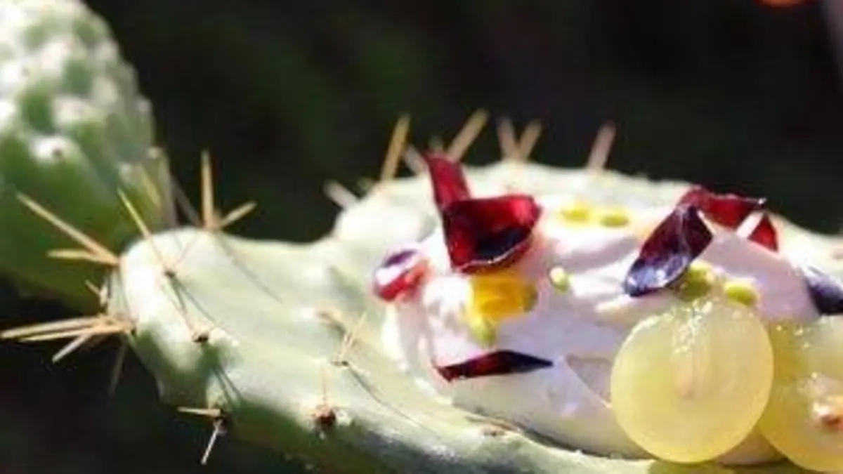 Des insectes au menu E05 Fromage aux larves de Sardaigne