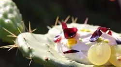 Visuel de Des insectes au menu