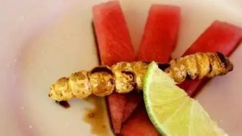 Des insectes au menu E01 Asticots d'Australie