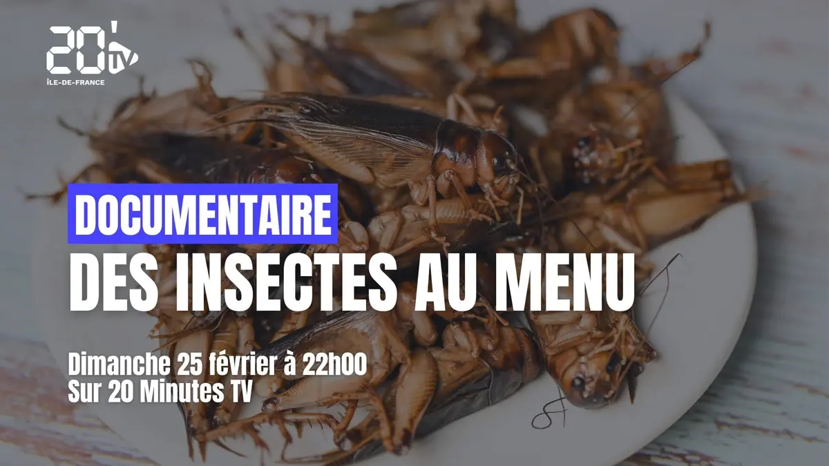 Des insectes au menu