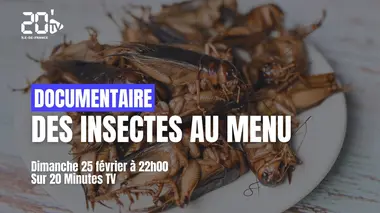 Des insectes au menu