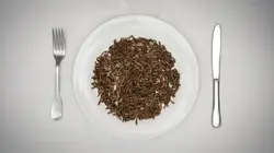 Des insectes dans l'assiette