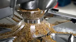 Des insectes dans l'assiette