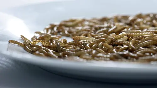 Des insectes dans l'assiette