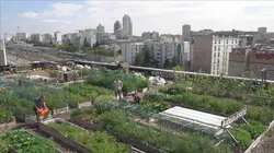 Des légumes dans la ville