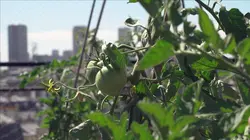 Des légumes dans la ville
