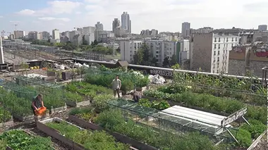 Des légumes dans la ville