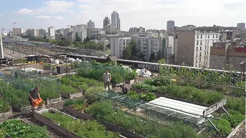 Des légumes dans la ville