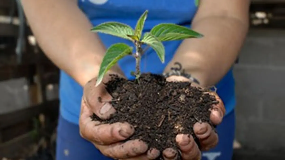 Des légumes et des hommes