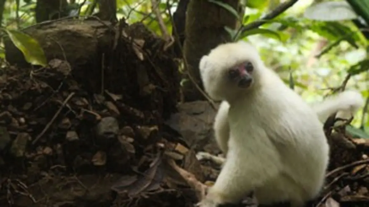 Des lémuriens en danger