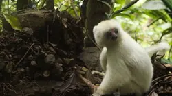 Visuel de Des lémuriens en danger