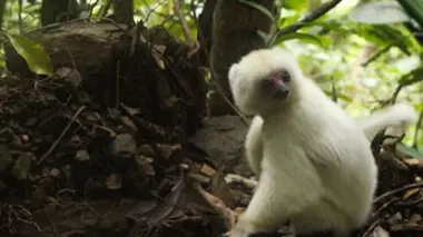 Des lémuriens en danger