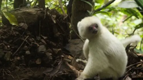 Des lémuriens en danger