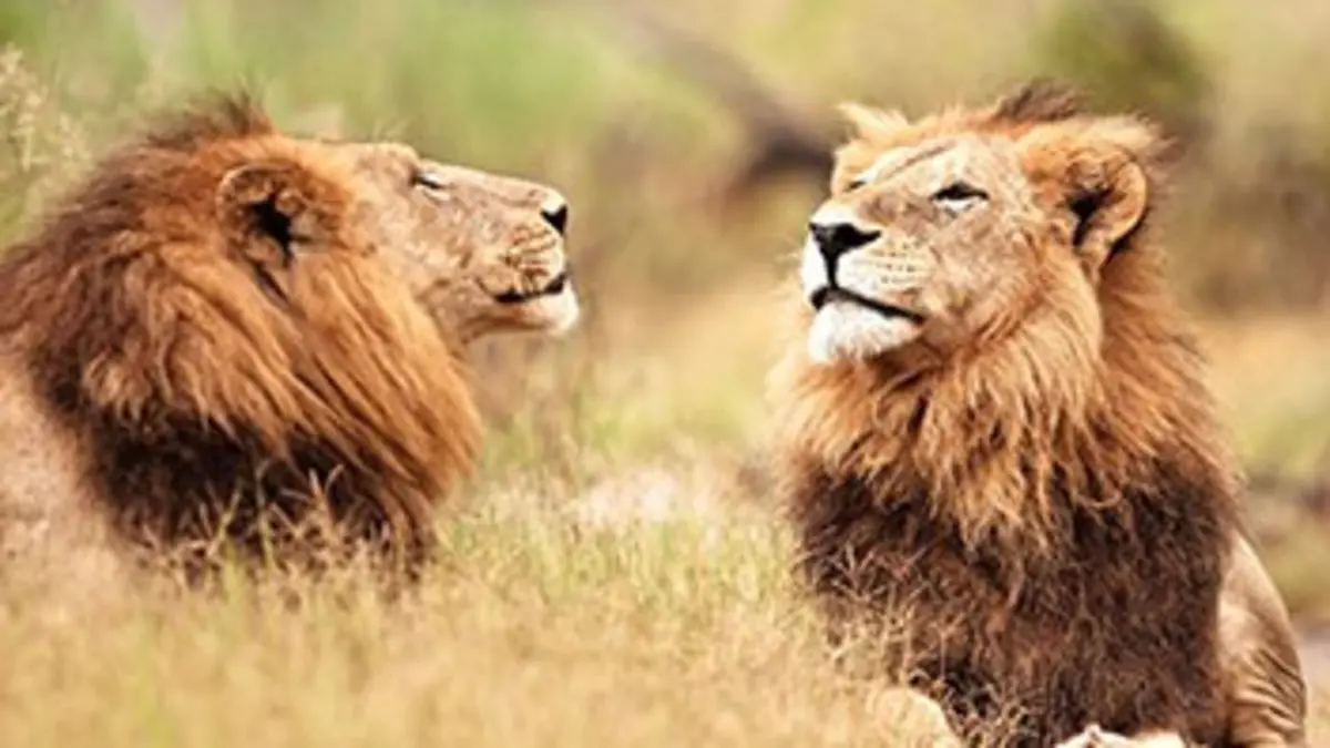 Des lions sur le pied de guerre