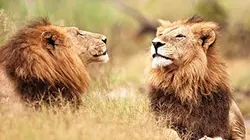 Visuel de Des lions sur le pied de guerre