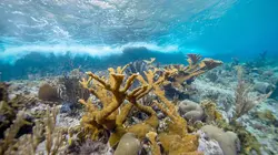 Des mains vertes pour la nature