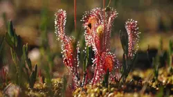 Des mains vertes pour la nature