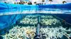 Des mains vertes pour la nature Engagés pour le corail des Caraïbes