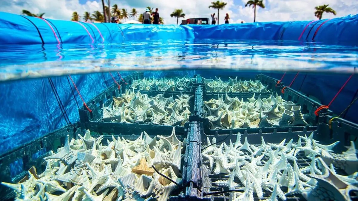 Des mains vertes pour la nature Engagés pour le corail des Caraïbes