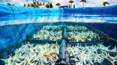 Engagés pour le corail des Caraïbes