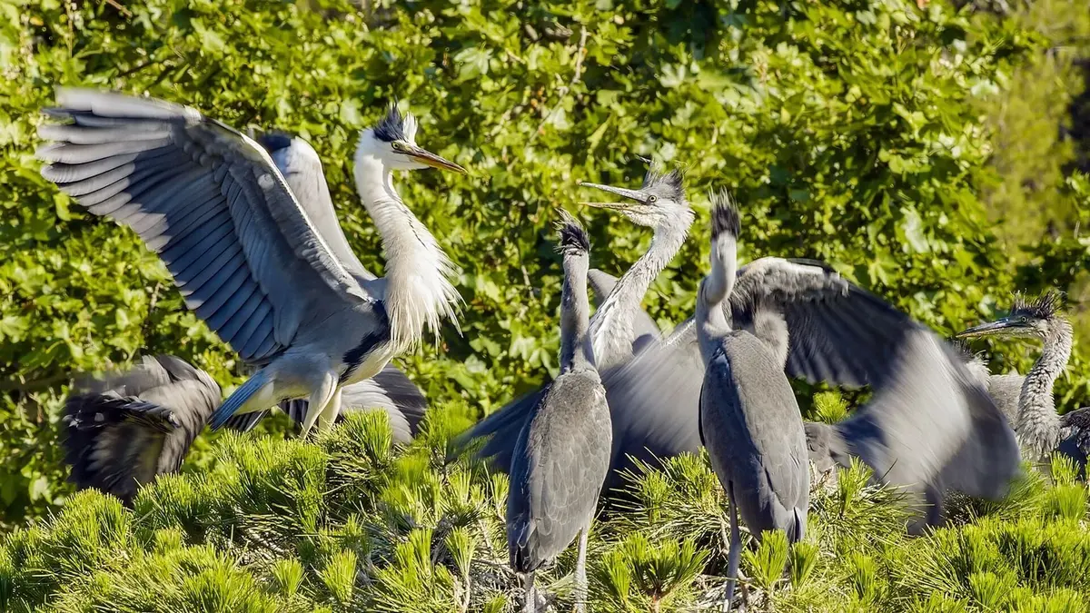 Des mains vertes pour la nature Engagés pour le fleuve Besòs à Barcelone