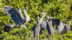 Des mains vertes pour la nature
