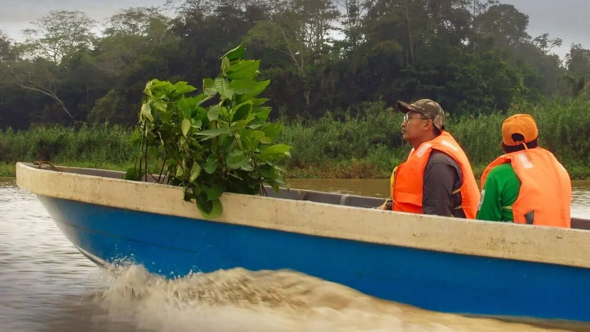 Des mains vertes pour la nature Une lueur d'espoir pour la forêt tropicale