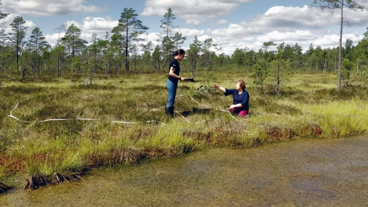 Des mains vertes pour la nature Engagés pour la préservation des marais