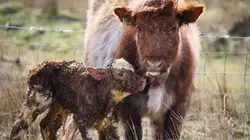 Des mamans modèles Les premiers pas