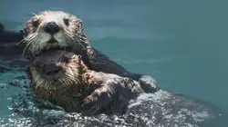 Des mamans modèles Les premiers pas