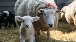 Des mamans modèles Les premiers pas