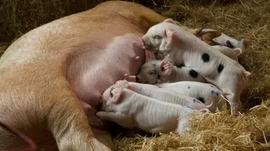 Des mamans modèles Les premiers pas