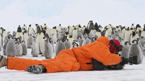 Des manchots et des hommes