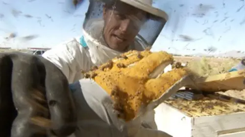 Des métiers dangereux Chasseur d'abeilles tueuses