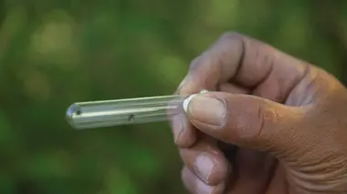 Replay du programme Des moustiques et des hommes