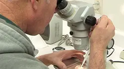 Visuel de Des mutants dans notre assiette