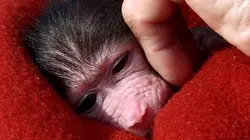 Visuel de Des nounous pour animaux