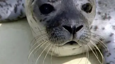 Des nounous pour animaux