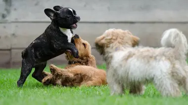 Des nounous pour animaux