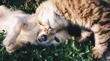 Des nounous pour animaux