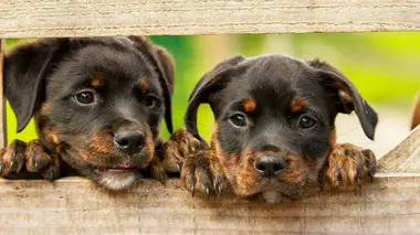 Des nounous pour animaux