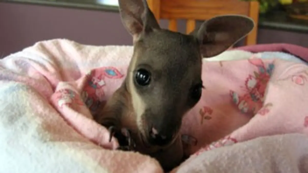 Des nounous pour animaux S02E05