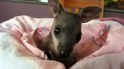 Visuel de Des nounous pour animaux