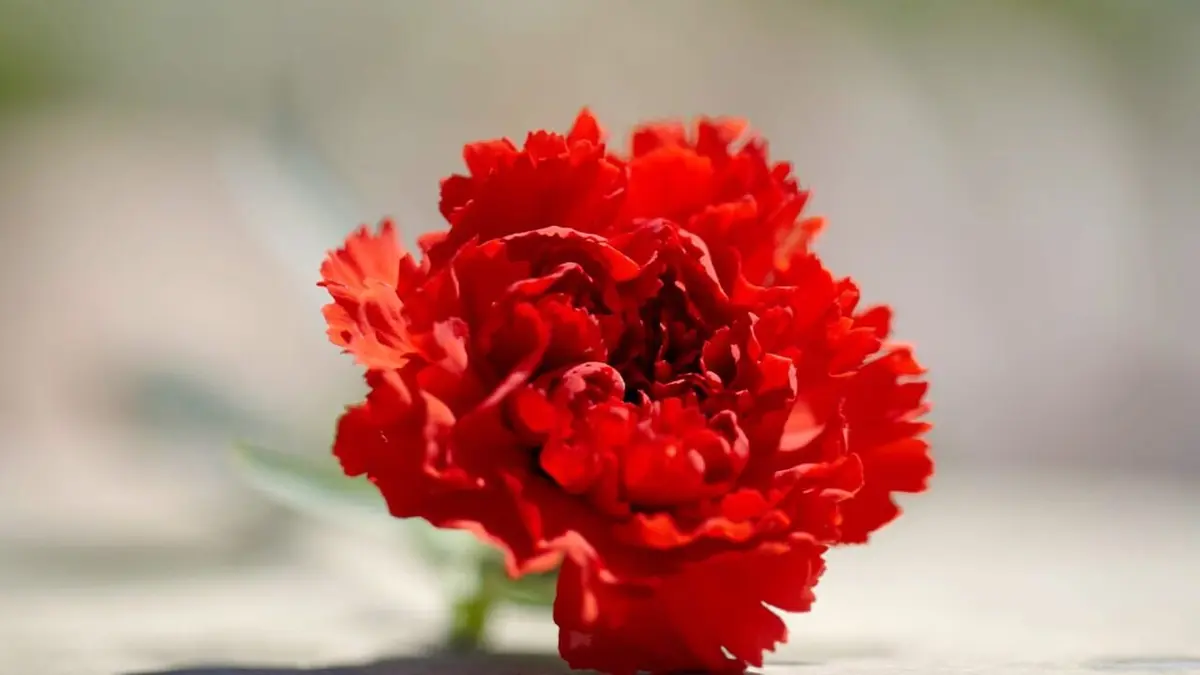 Des oeillets pour la révolution