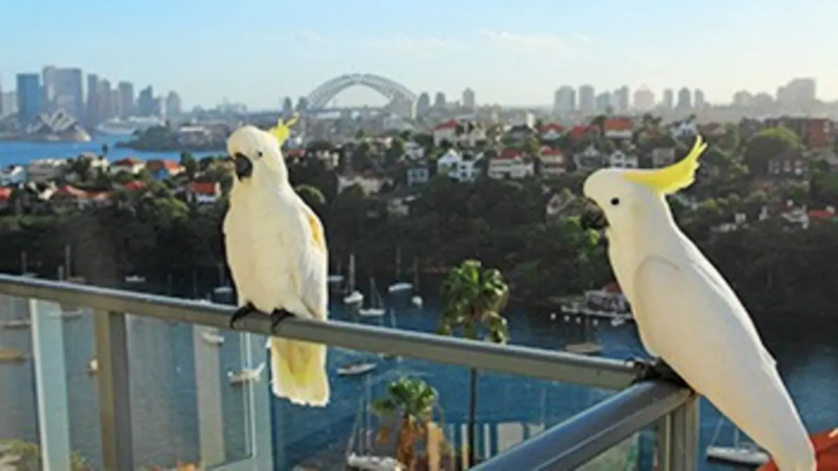 Des perroquets dans la ville